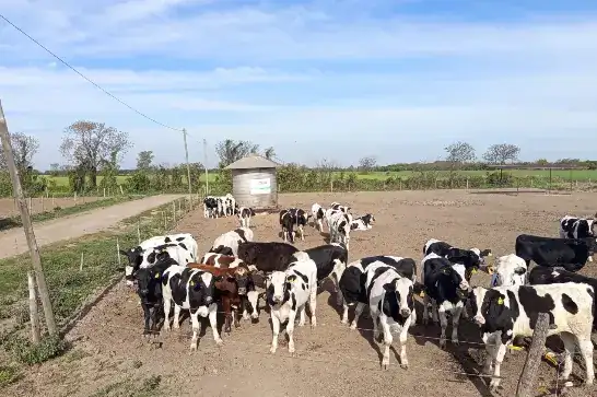 Feedlot