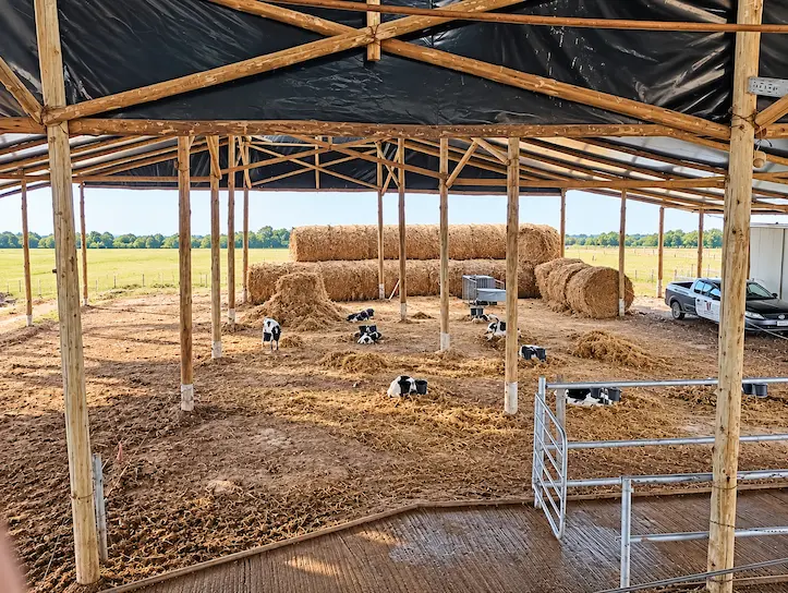 Alimentación y cama de compost en el tambo estabulado